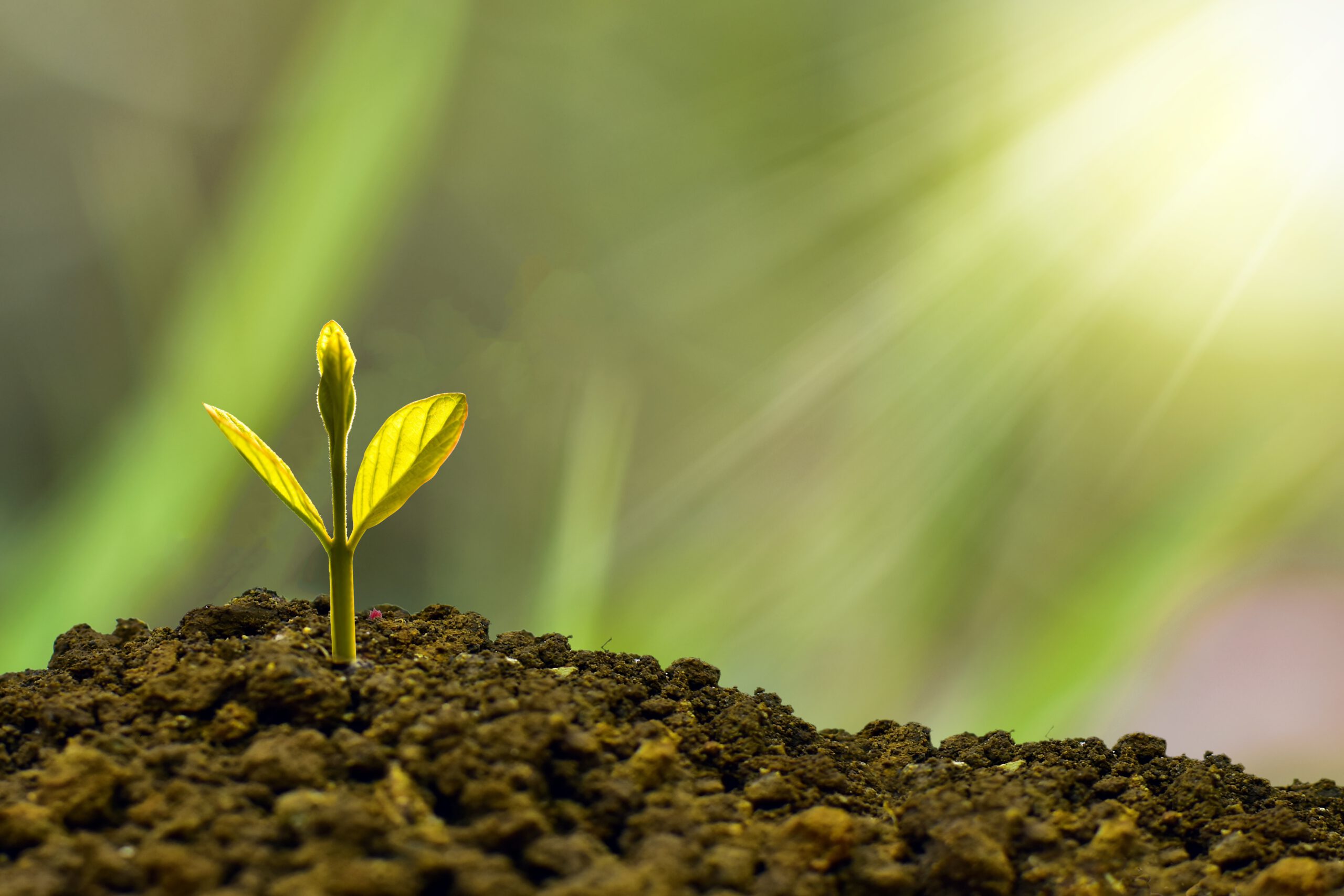 nature_design-investment-5241253